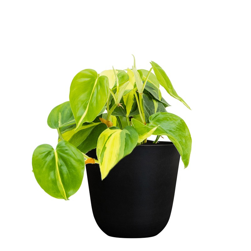 Philodendron mix (6x)