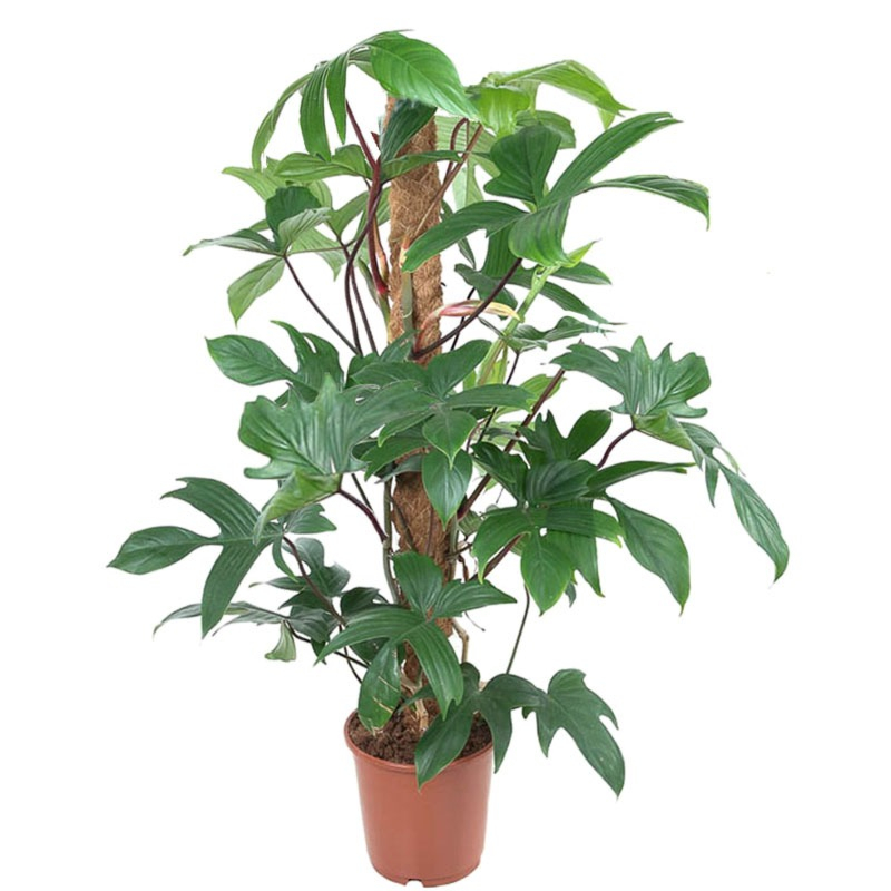 Philodendron pedatum
