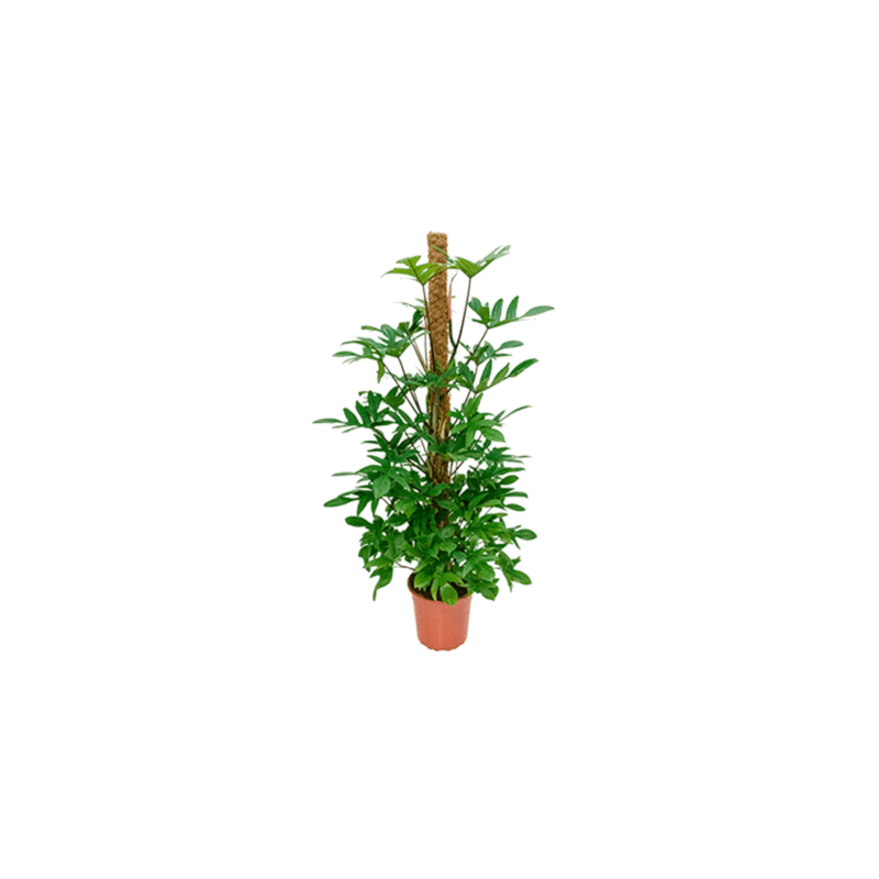 Philodendron Pedatum met speels blad
