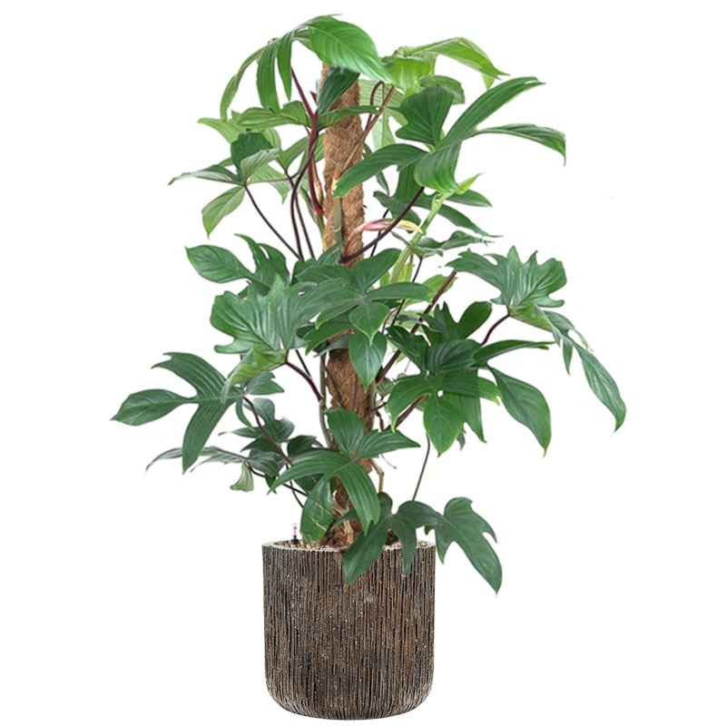 Philodendron pedatum in bronzen pot 