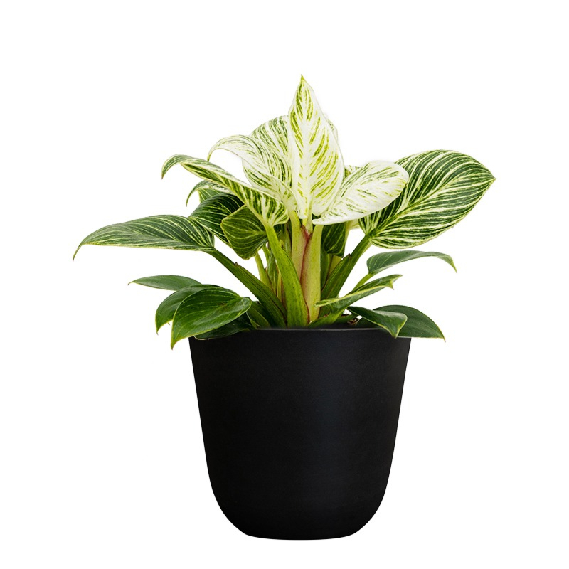 Philodendron mix (6x)