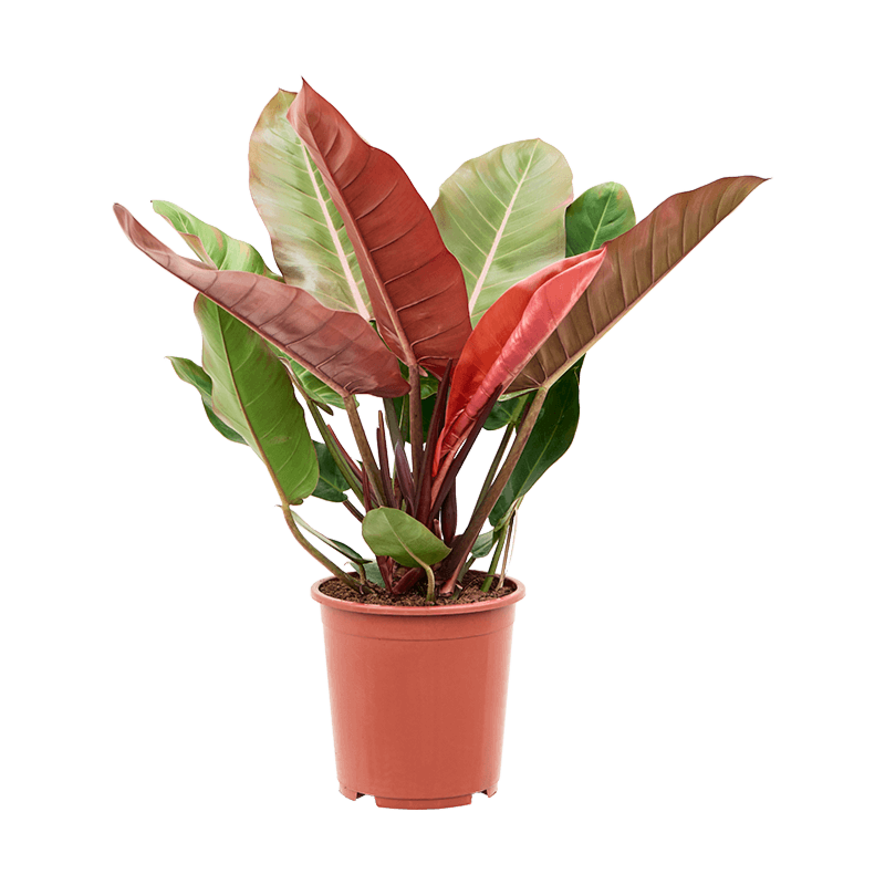 Philodendron Prince of Orange herfstkleur