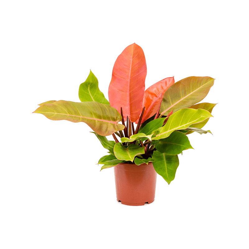 Philodendron Prince of Orange kleurrijke plant
