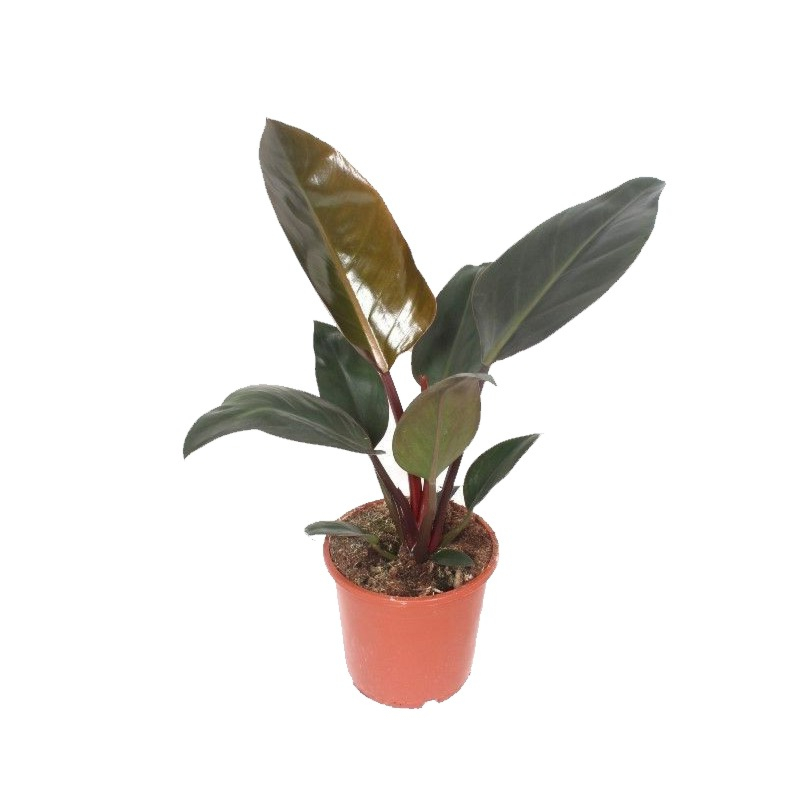 Philodendron Congo Red