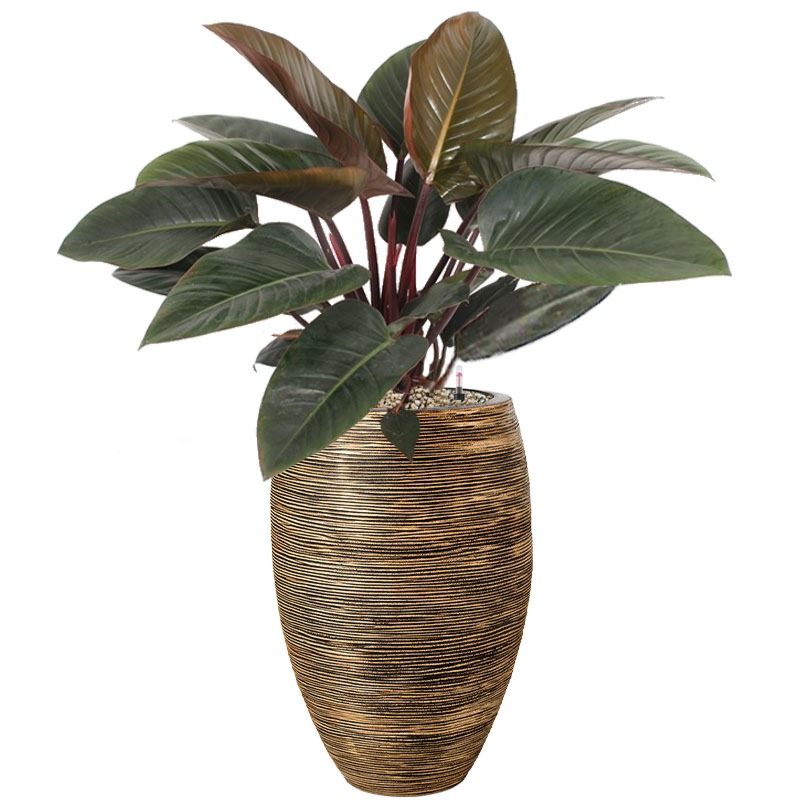 Philodendron goud waterreservoir