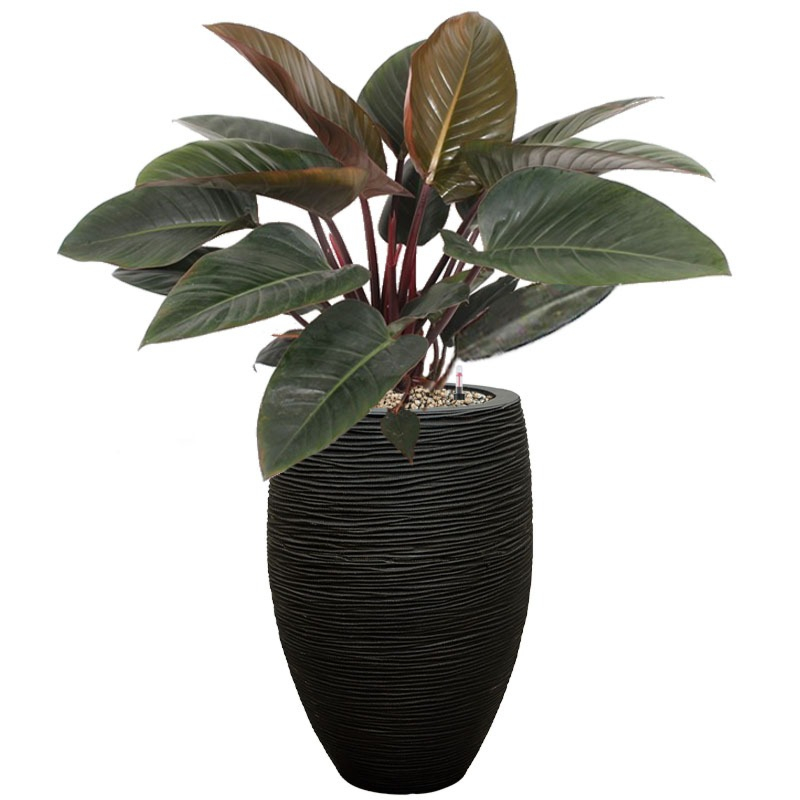 Philodendron in pot met watersysteem