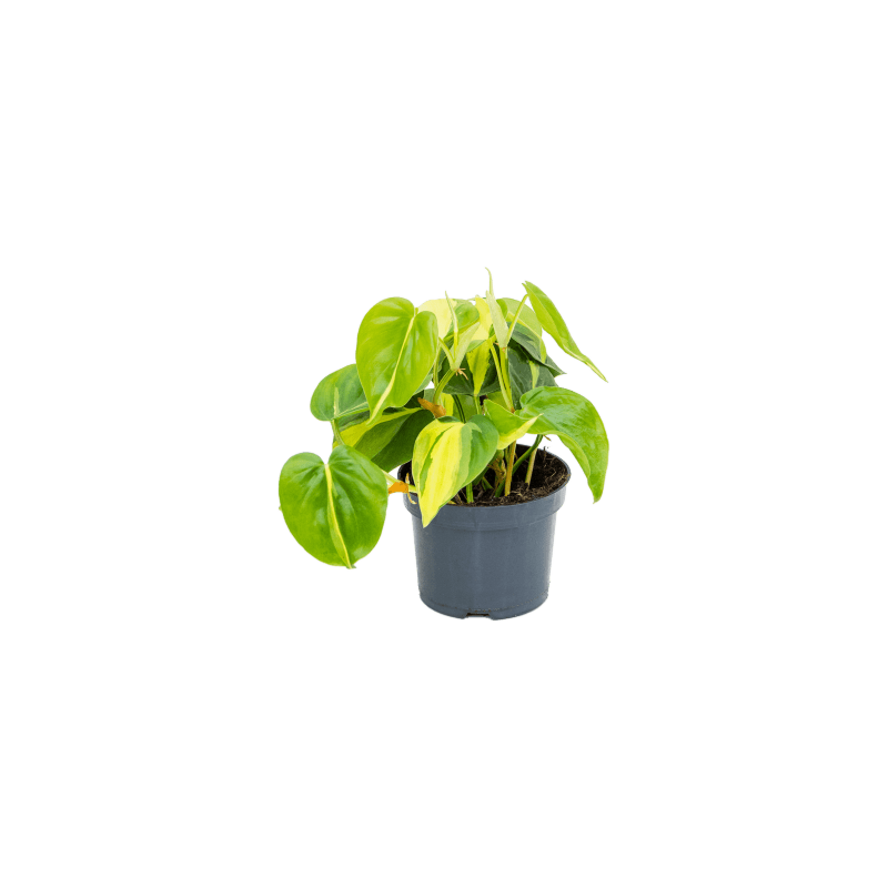 Philodendron scandens Brasil, goedkope kamerplant