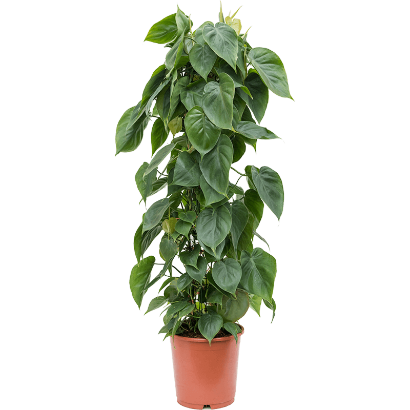 Philodendron Scandens groenblijver voor werkplek
