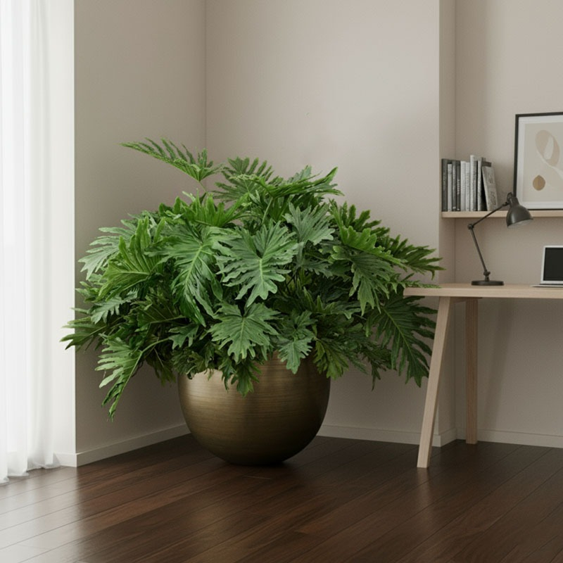 Philodendron selloum