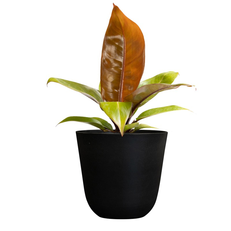 Philodendron mix (6x)