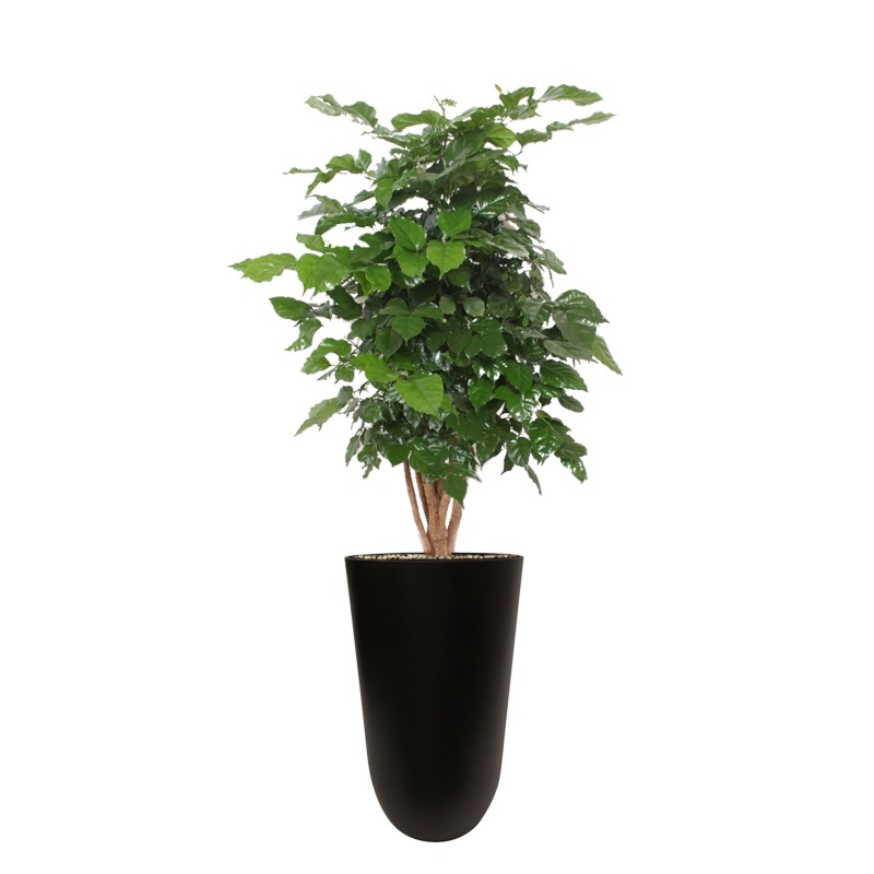 Radermachera hainanensis