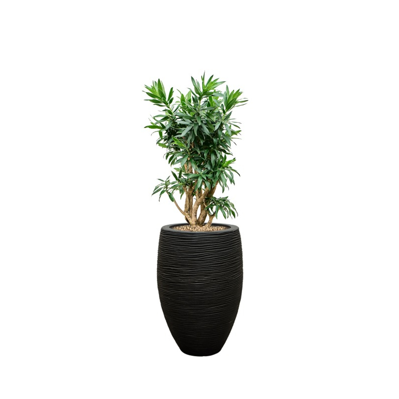 dracaena in capi rib zwart