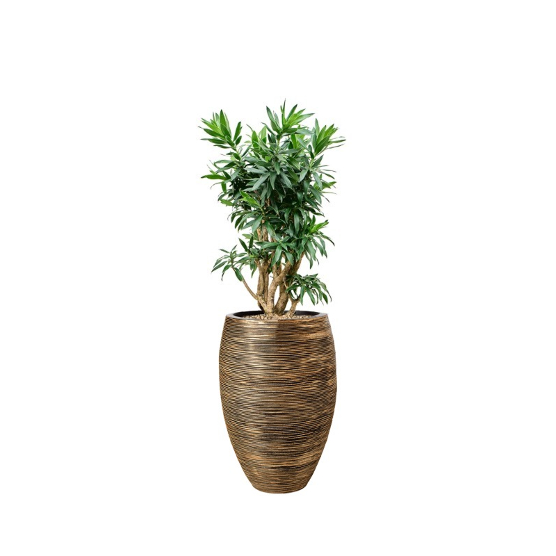 Capi met dracaena goud