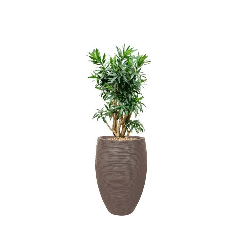 dracaena in capi taupe