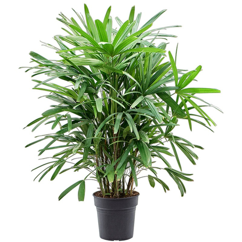 Rhapis Excels groene toevoeging kantoor