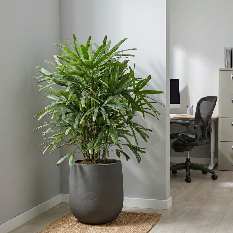 Rhapis Excels plant op kantoor