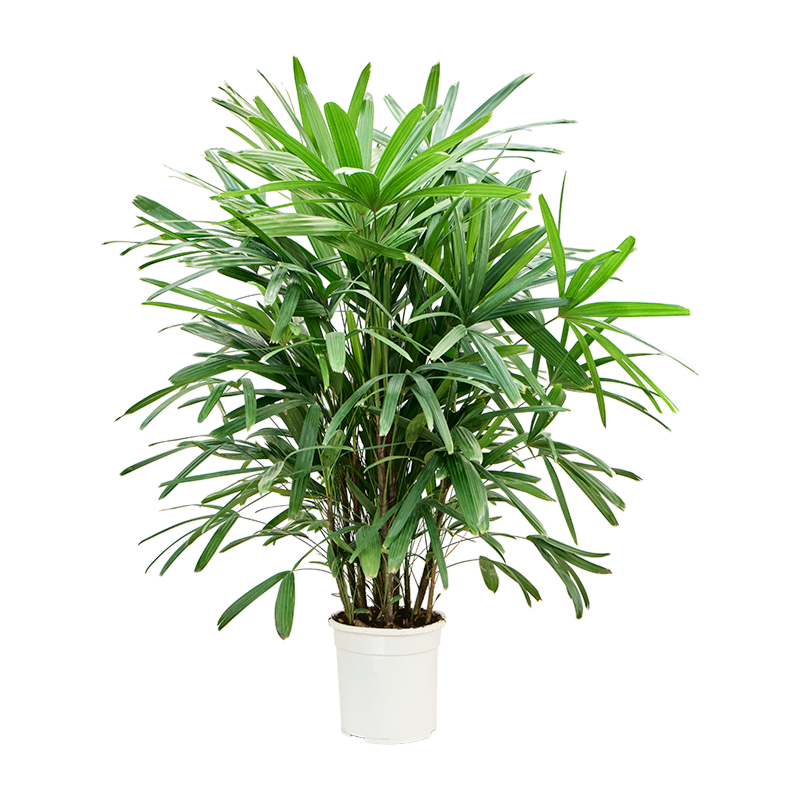 Rhapis Excels groene toevoeging kantoor