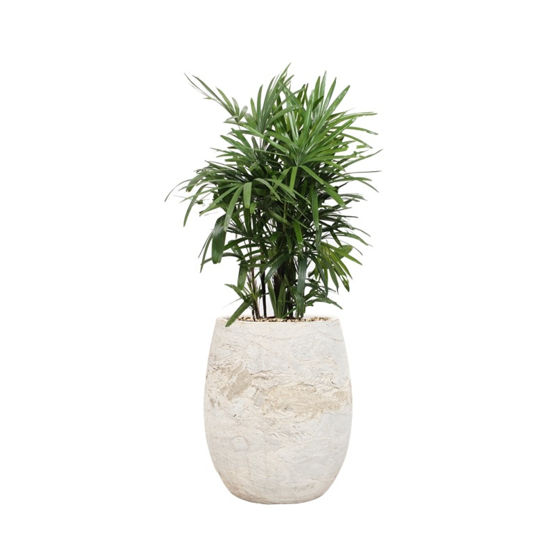 witte bloempot met schaduwplant rhapis