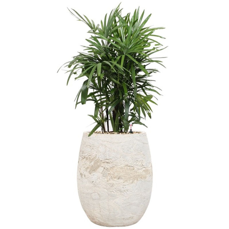 witte bloempot met schaduwplant rhapis