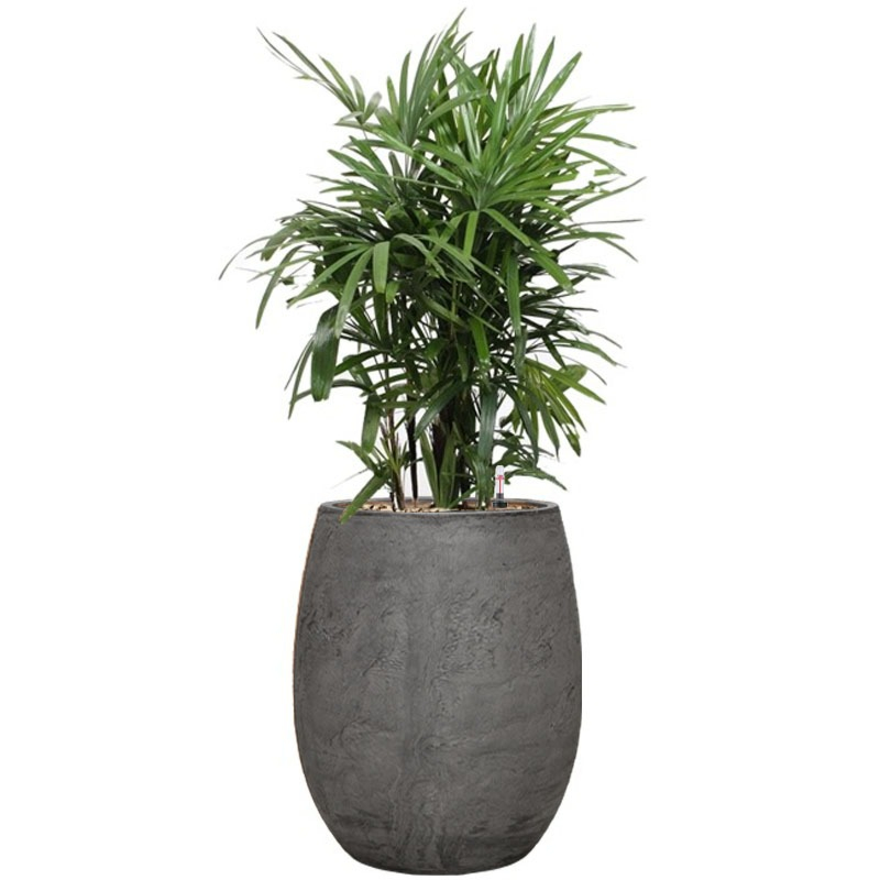 Rhapis is grijze algar sierpot