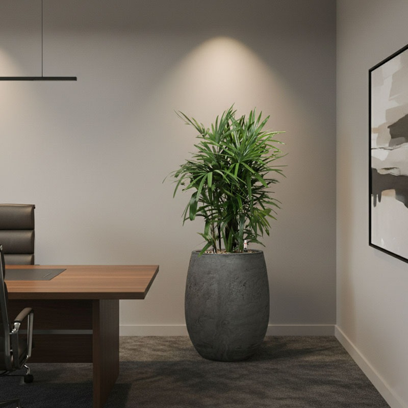 Rhapis kantoorplant