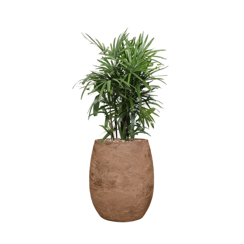 bruine bloempot met schaduwplant rhapis