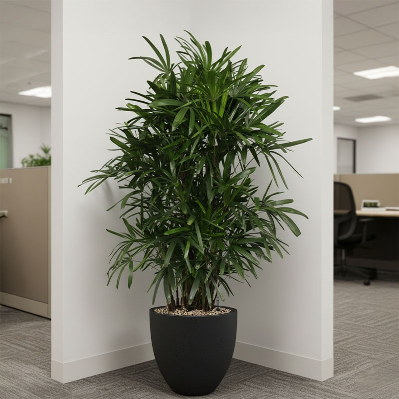 Rhapis schaduwplant op kantoor