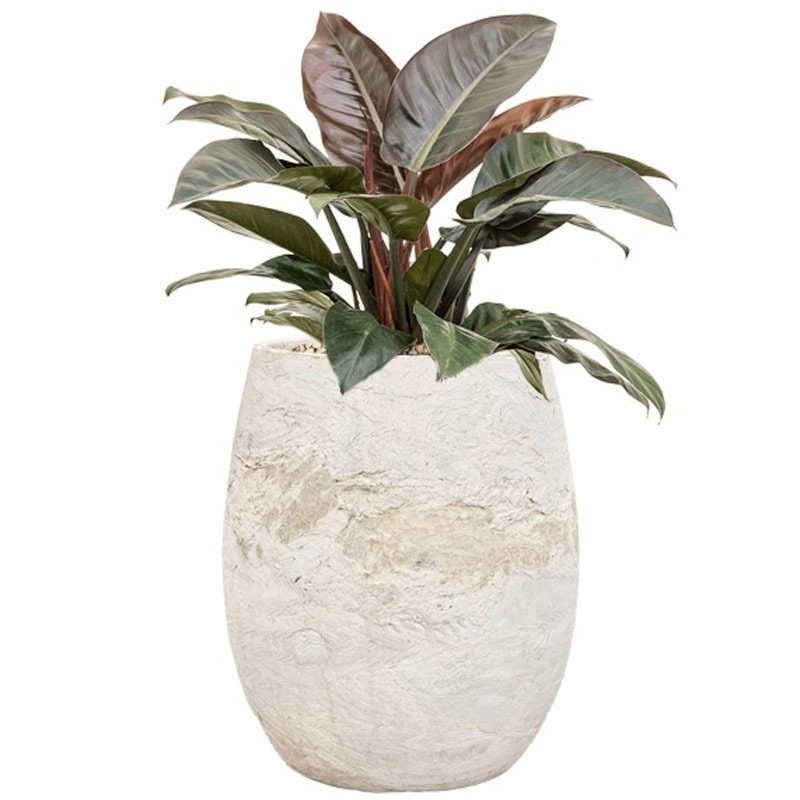 rode plant in witte pot