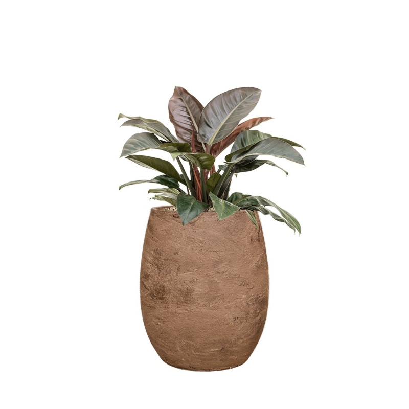 Rode plant in bruine pot