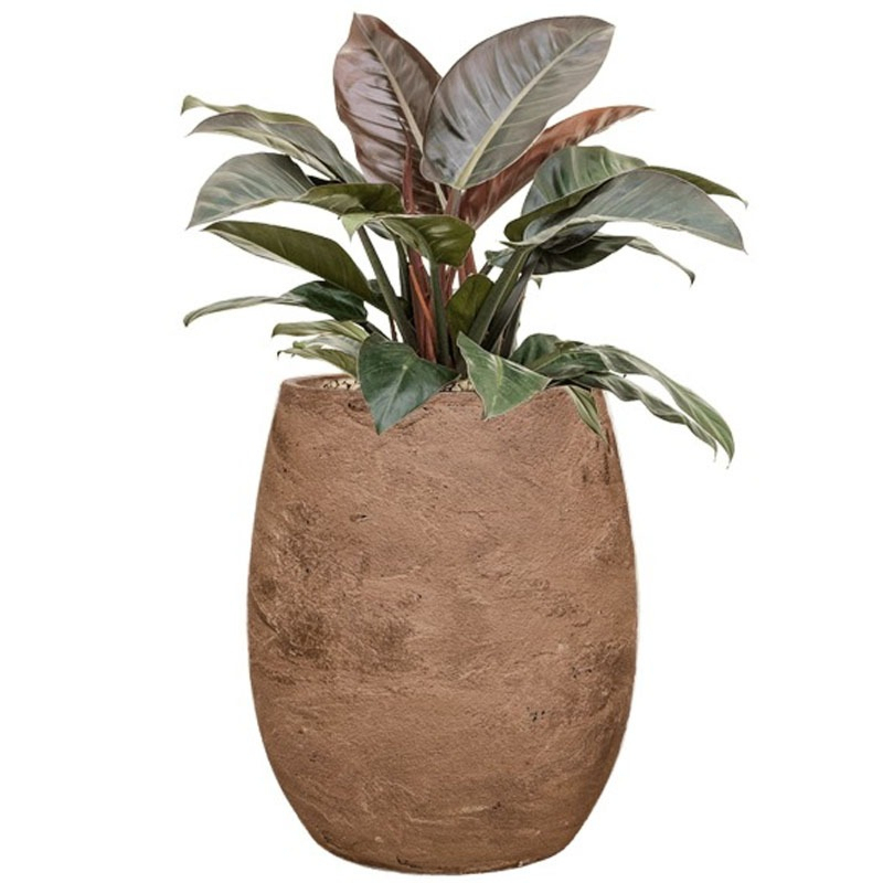 Rode plant in bruine pot