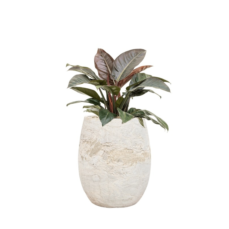 rode plant in witte pot 