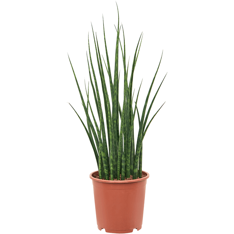 Sansevieria Fernwood Mikado groene sprieten