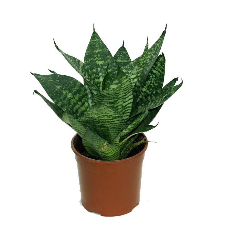 Goedkope Sansevieria