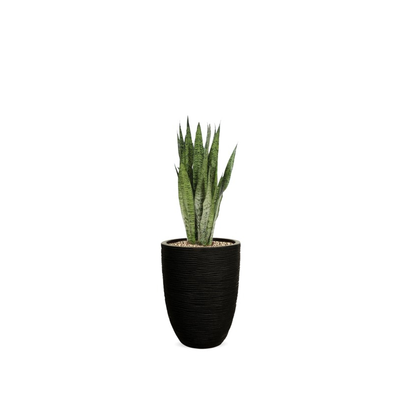sansevieria in pot