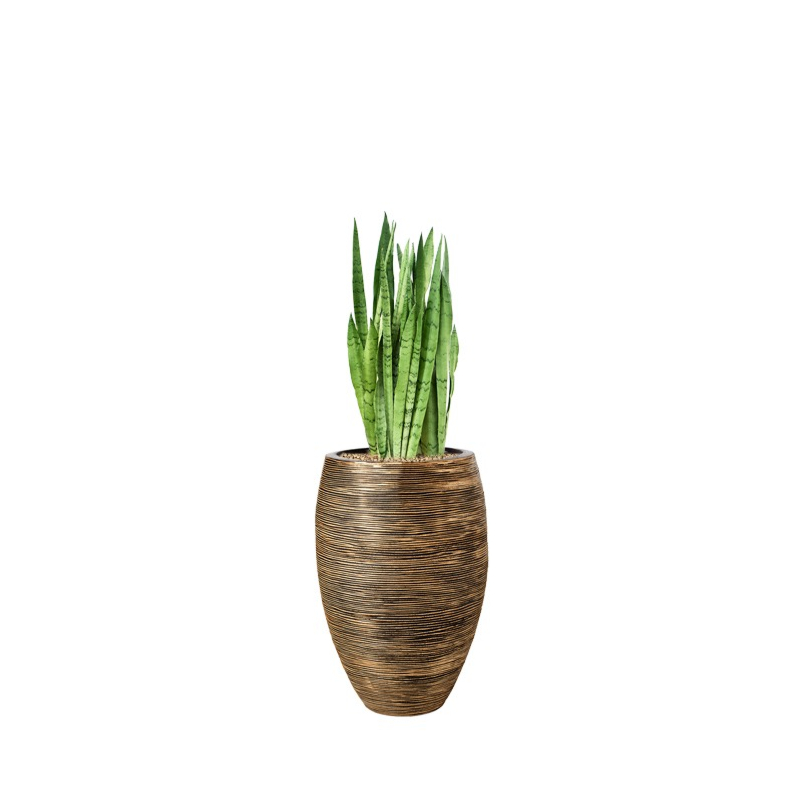 sansevieria in rib pot capi goud