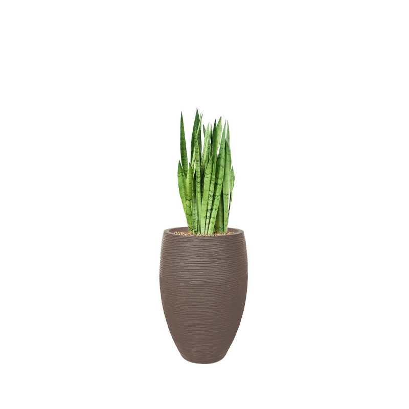 sansevieria in rib pot capi taupe