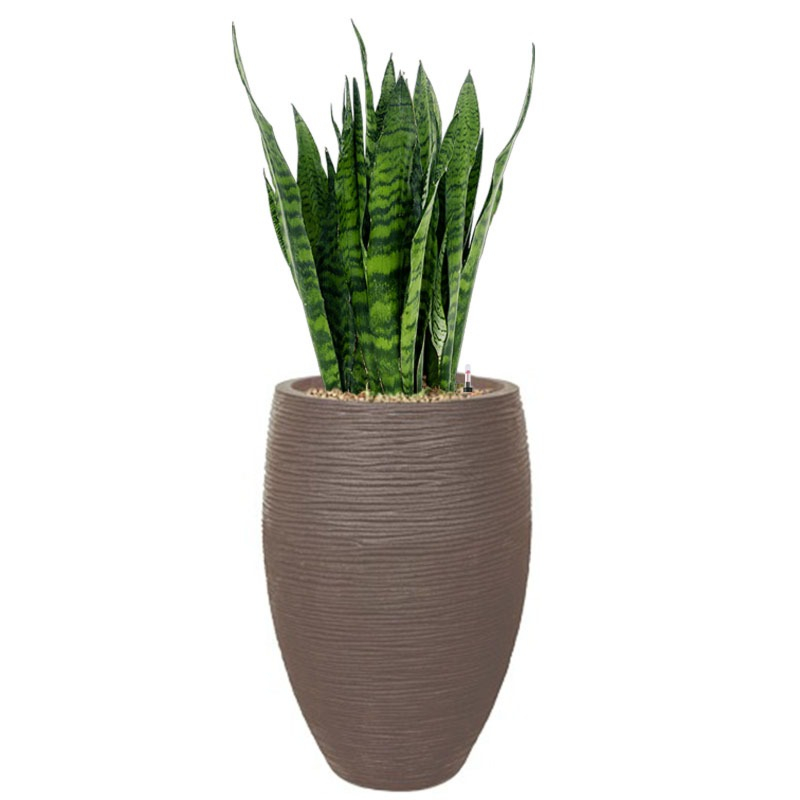sansevieria in rib pot capi taupe