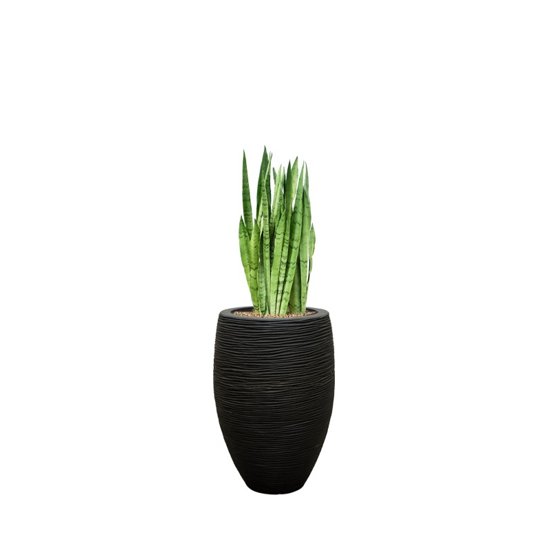 sansevieria in rib pot capi zwart