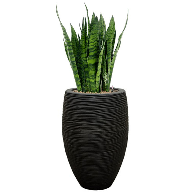 sansevieria in rib pot capi zwart