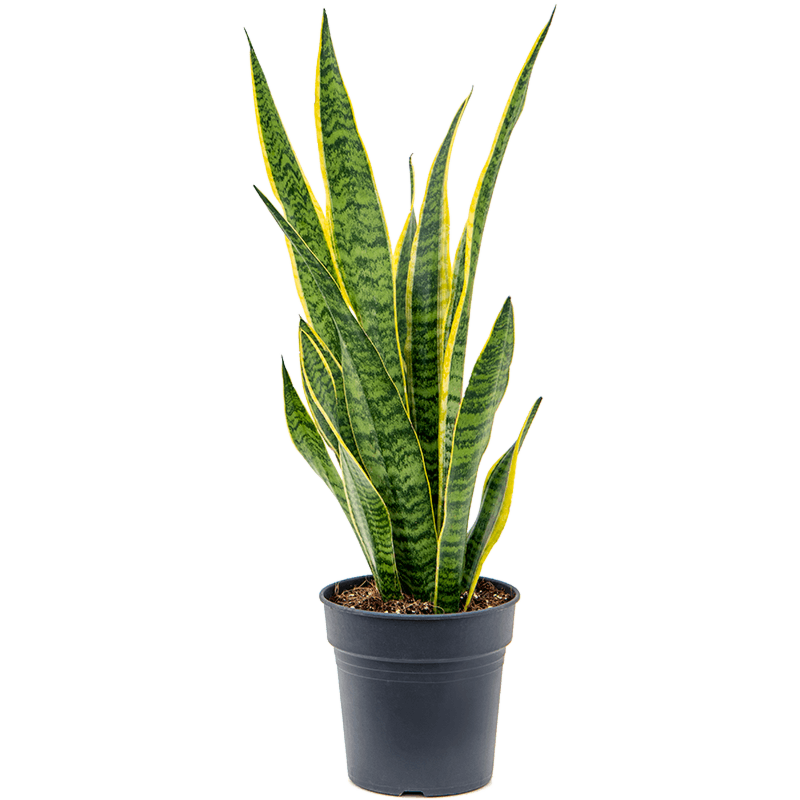 Sansevieria Laurentii onderhoudsvriendelijke blikvanger