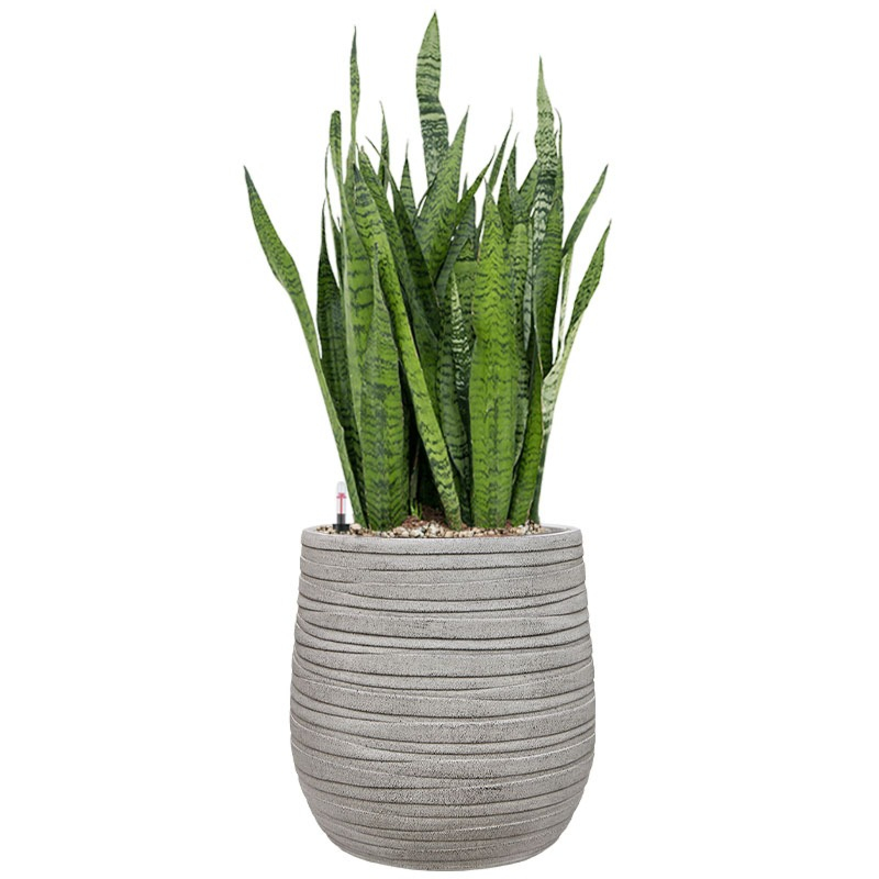 Sansevieria kantoorplant in grijze pot 