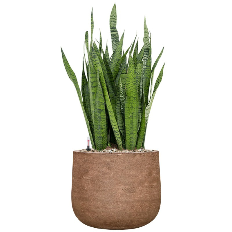Sansevieria plant in bruine pot 