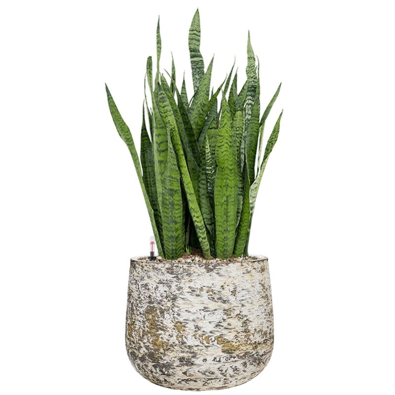 vrouwentong in pot