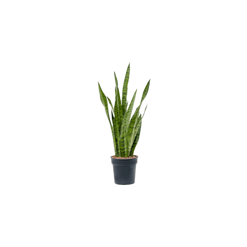 Sansevieria Zeylanica sterke plant vensterbank