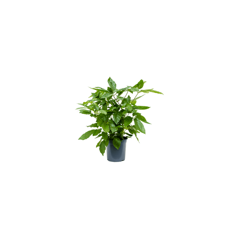 Schefflera Amate volle kamerplant