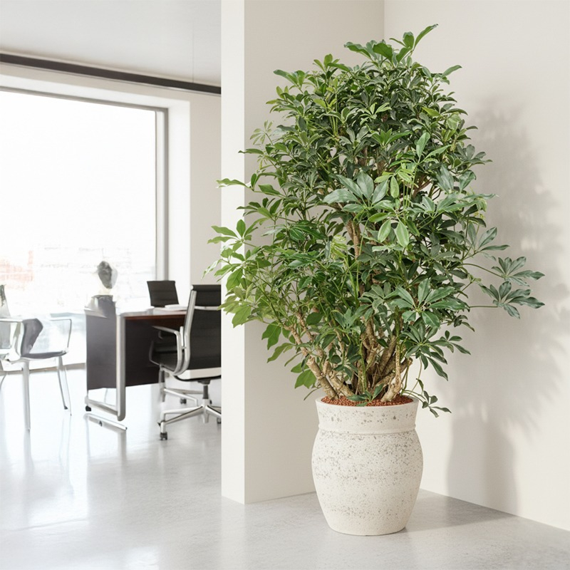 Schefflera in mediteraanse plantenbak
