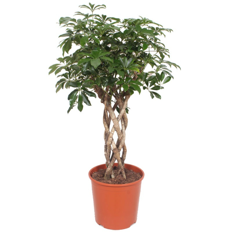 Schefflera arboricola 'Compacta'