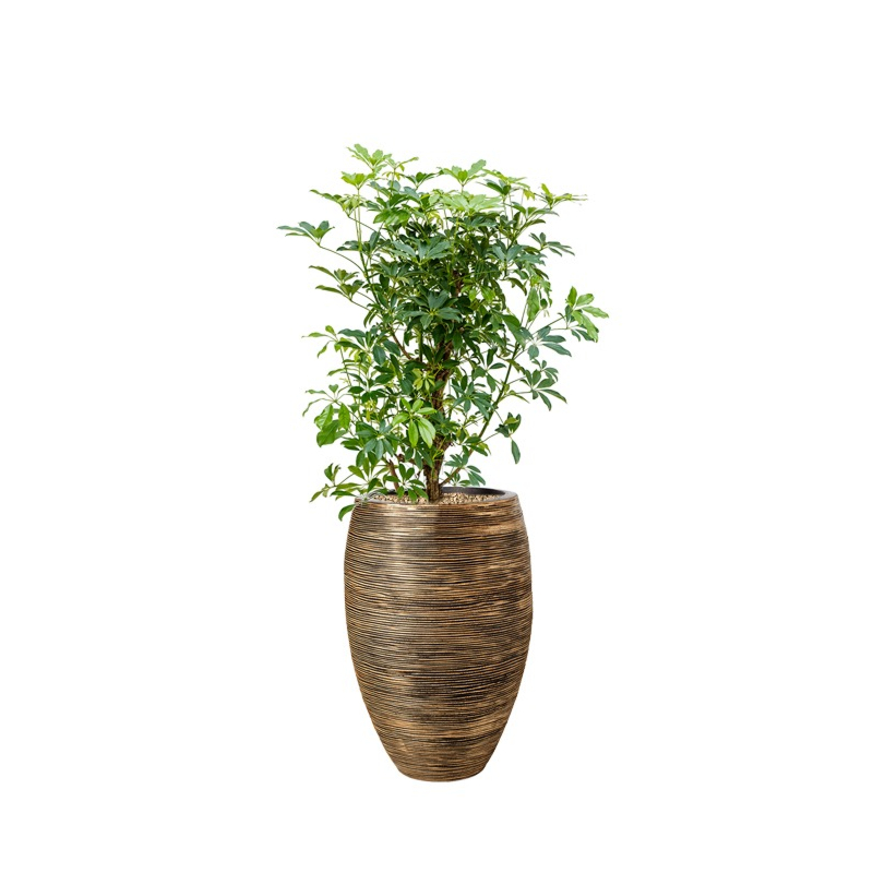 capi goud met schefflera