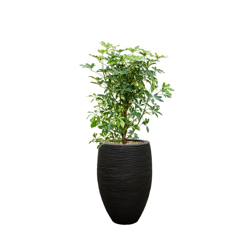 capi zwart met schefflera