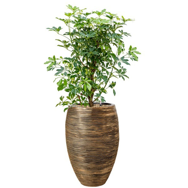 capi goud met schefflera